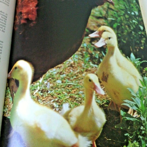 Livestock Farm Guide Keeping Animals Complete Book Poultry Hobby Housing Raising - Picture 6 of 16